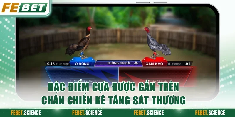 Đặc điểm cựa được gắn trên chân chiến kê tăng sát thương
